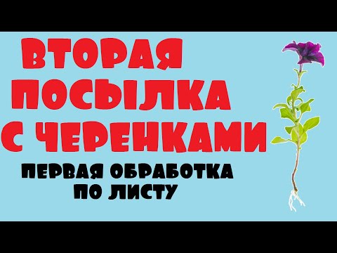 Видео: Получили черенки цветов, второй раз. Обзор, первая обработка по листу.
