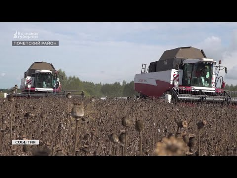 Видео: На полях Почепского района Брянской области началась уборка опийного мака