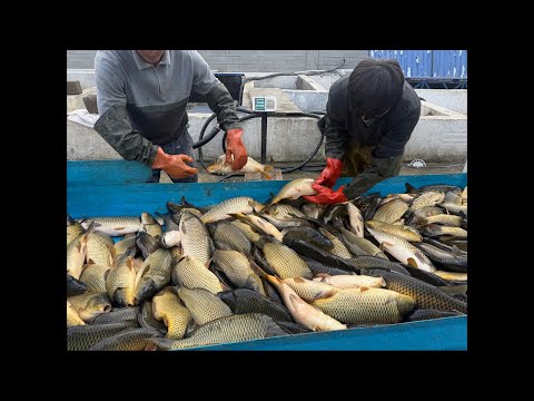 Видео: Star_fishss в прямом эфире! ozbekistan ☝🏼🌏🌏🌏🌏🌏🌏🇺🇿🇺🇿🇺🇿🇺🇿🇺🇿