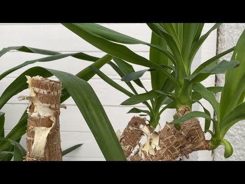 Видео: Длинноногая старая юкка обрезается и из черенков вырастают молодые растения #юкка #комнатныерасте...