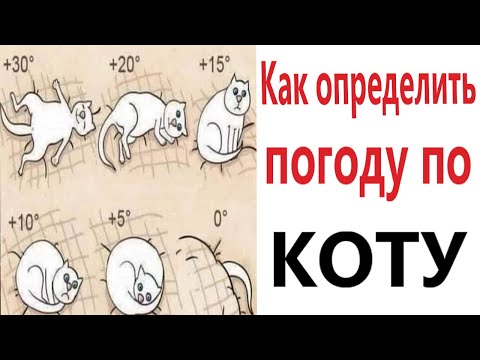 Видео: ПРИКОЛЫ! КАК ОПРЕДЕЛИТЬ ПОГОДУ ПО КОТУ!!! Угарные МЕМЫ, смешные истории от Доми шоу!