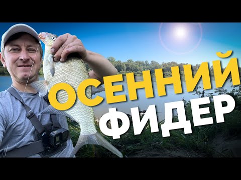 Видео: ⚠️ МНОГО ЛЕЩЕЙ ⚠️ Осенний ФИДЕР! Рыбы рвут поводки! Яркие поклёвки! Рыбалка 2023