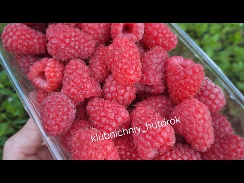 Видео: Летняя малина Глен Каррон- очень перспективная новинка