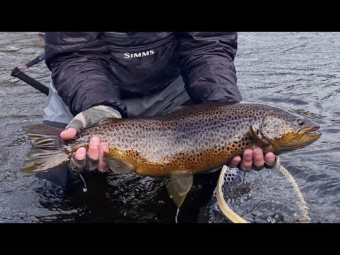 Видео: Varzina Trout Camp / Кумжа нахлыстом на Кольском полуострове, река Варзина