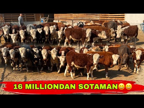 Видео: MEGA MEGA BONUSLAR BOSHLANDI ILXOMJONDAN ✅✅✅11 октября 2025 г.