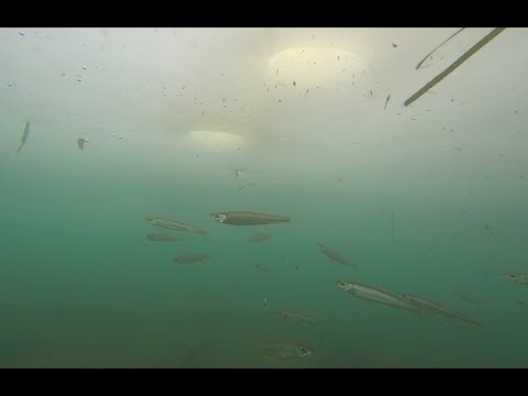 Видео: Корюшка декабрь 2021 остров Русский  подводные съемки