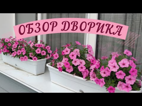 Видео: ПЕРВЫЙ ОБЗОР ПЕТУНИИ И ДРУГИХ ЦВЕТОВ