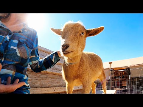 Видео: Возможные узоры пальто 😁