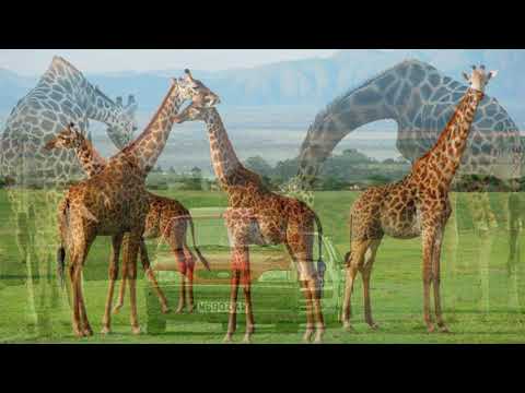 Видео: Цікавинки про тварин. Жирафа
