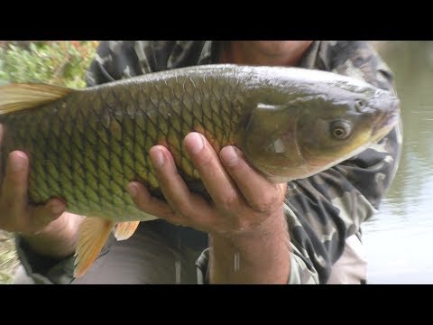 Видео: Рыбалка.Белый амур на поплавочную удочку и сход карпа. My fishing