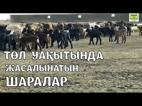 Видео: ТӨЛ УАҚЫТЫНДА ЖАСАЛЫНАТЫН ШАРАЛАР / Хлопоты в период окота