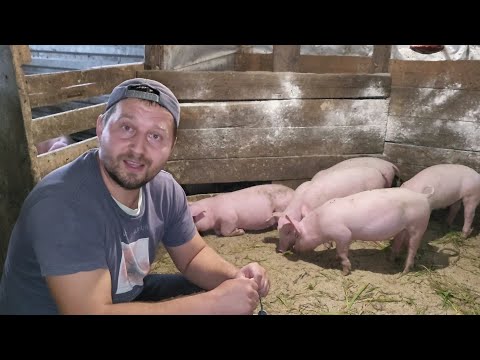 Видео: ‼️ШОК‼️ Вес поросят в 2 месяца 🐷😎были как выбраковка но молочка решает 💪🐮🥛#pigfeed #pig #farmer 