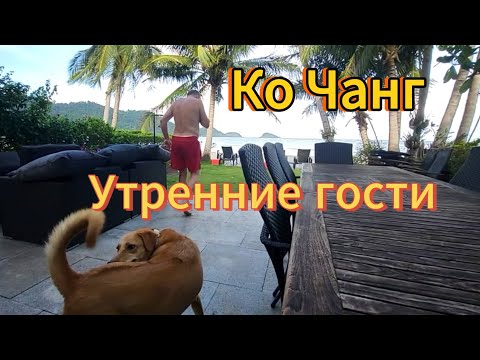 Видео: 17 серия. Утренние гости. Завтрак с видом на море. Вилла Utalay, Siam Royal View. Ко Чанг. Таиланд.