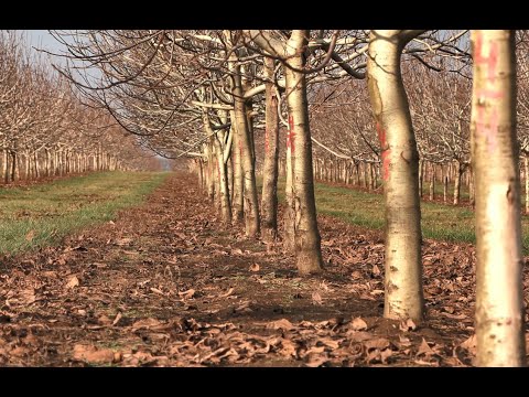 Видео: На Ізмаїльщині вирощують волоський горіх у промислових масштабах