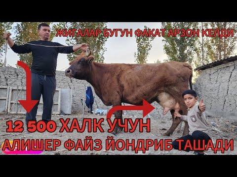 Видео: АЛИШЕР ФАЙЗ БУГУН ХАМАДАН АРЗОН НАРХ АЙТИ ХАЛК МАЗЗА КЛСИН БУГУН ДУСЛАР 