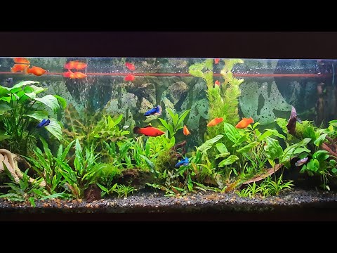 Видео: Аквановости\сдаю в магазин петушков\акваразводня Александра