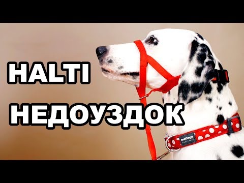 Видео: Халти | Как отучить собаку тянуть поводок | Самый удобный намордник