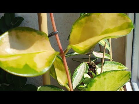 Видео: ПЕРЕСАДКА ХОЙИ "АУСТРАЛИС ЛИЗА"