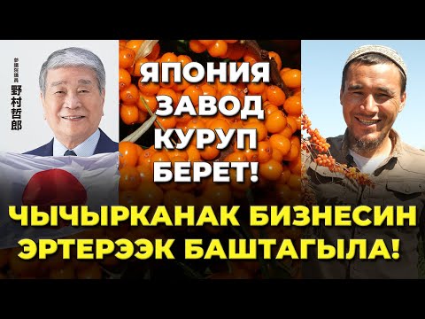 Видео: 10 СОТЫХ тиксеңер 250.000 сом ПАЙДА алып келет!