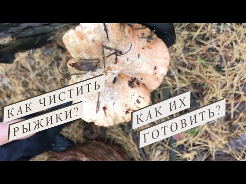 Видео: Как чистить рыжики? Как их готовить? Едим свежие рыжики.