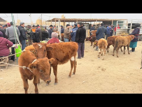 Видео: БЕРУНИЙ УЖАК БОЗОРИ 2 КИСМ 16.11.2025