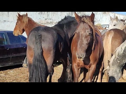 Видео: 03.11.2024Тараз Жамбыл Ас-ер мал базар жылқылар бағасы.Horse market