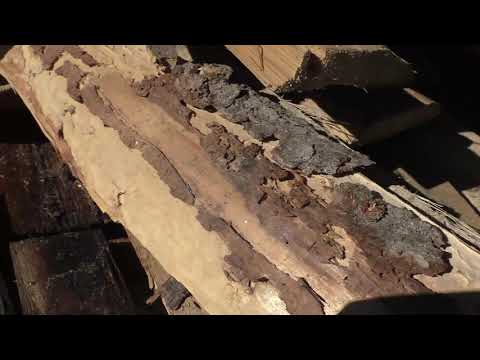 Видео: Жук усач или жук дровосек, в деревянном доме ч2