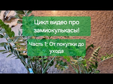 Видео: Замиокулькас.Ч.1: Всё о моих замиках, от покупки до ухода