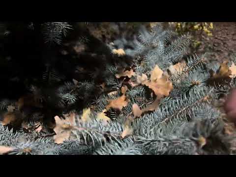 Видео: Осенний ASMR. Гуляем по парку. АСМР на улице. 