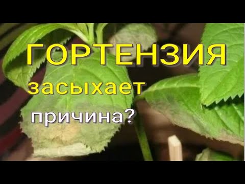 Видео: Почему сохнут края листа у метельчатой гортензии? Какого элемента не хватает?