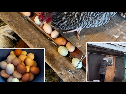 Видео: СПОСОБ ОБОГРЕВА КУР В СИЛЬНЫЙ МОРОЗ.Тепло в курятнике!