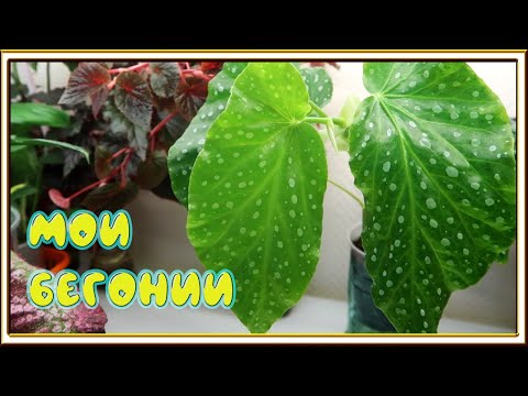 Видео: Моя коллекция БЕГОНИЙ