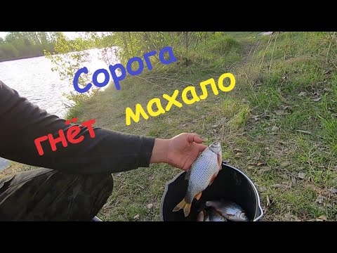 Видео: Сорога гнёт махало. Рыбалка на Иркуте. Открытие сезона жидкой воды.