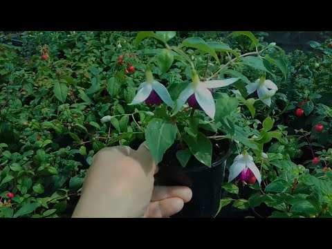 Видео: Фуксия выгонка к любому сроку, пышное цветение, секреты успеха.