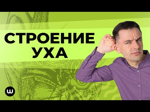 Видео: Строение уха человека | ЕГЭ Биология | Вебиум | Даниил Дарвин