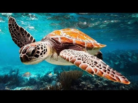 Видео: Расслабляющая музыка и морское дно 🎵 Успокоить разум 🎵 Убрать внутреннюю ярость и грусть