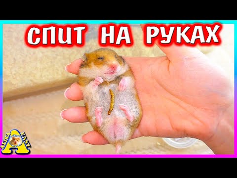 Видео: Как такое получилось? / 12 милых хомячат / Как приручить хомяка / Алиса Изи Петс / Alisa Easy Pets