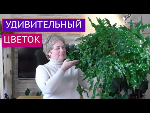 Видео: ВЫ ПОСТОЯННО МЕНЯ ПРО НЕГО СПРАШИВАЕТЕ! ПРЕКРАСНЫЙ ЦВЕТОК ПОЛИПОДИУМ!