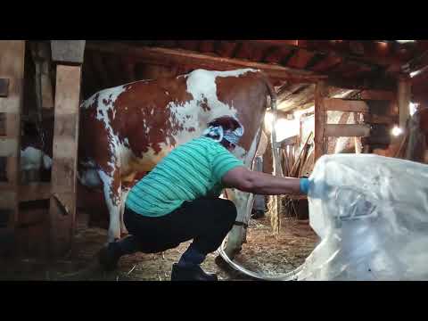 Видео: третья дойка нашей теперь уже первотелки, вот это жесть😡😡😡