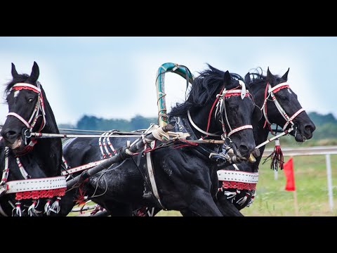 Видео: НА ВОРОНОМ КОНЕ ЗАЕДУ В ХУТОРОК АВФ
