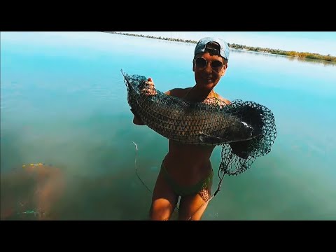 Видео: АМУР, 23 июля 2023г. Особо паренная  кукуруза в работе. Река ИЛЕ, КАЗАХСТАН.