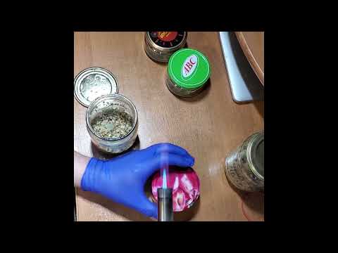 Видео: Триходерма на перловке от А до Я за 4 дня. Часть первая