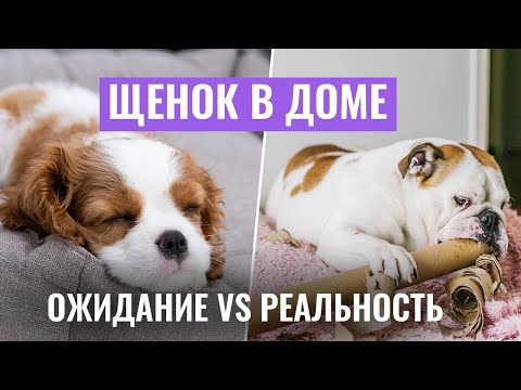Видео: ЩЕНОК В ДОМЕ: Ожидание vs. Реальность! Важные СОВЕТЫ ПО ВОСПИТАНИЮ щенка!