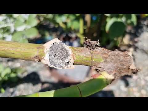 Видео: Осторожно бактериальный рак стеблей розы!