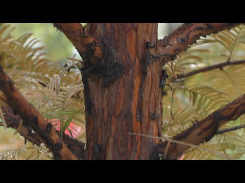 Видео: Метасеквойя в Пензе, пятый год. Metasequoia from seeds, fifth year.