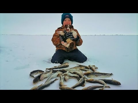 Видео: МАЛЬЧИК ЭХОЛОТ!!!  НАШЕЛ И СОБРАЛ ВСЮ РЫБУ В РЕКЕ ВОЗЛЕ СЕБЯ !! СЕМЕЙНАЯ РЫБАЛКА С КОМФОРТОМ !!!