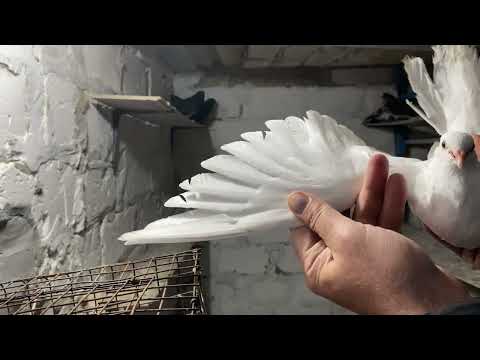 Видео: Голуби. Пополнение в хозяйстве.11.11.2025г