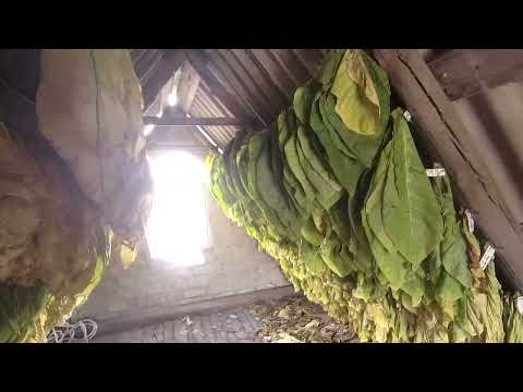 Видео: томление и сушка