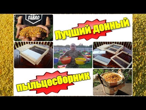 Видео: Лучший донный пыльцесборник из моей практики