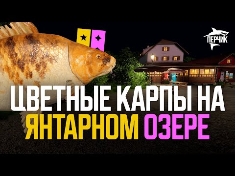 Видео: На Янтарное в надежде на РЕДКОГО троф КАРПА ● Русская рыбалка 4 ● РР4